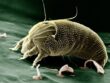 mite